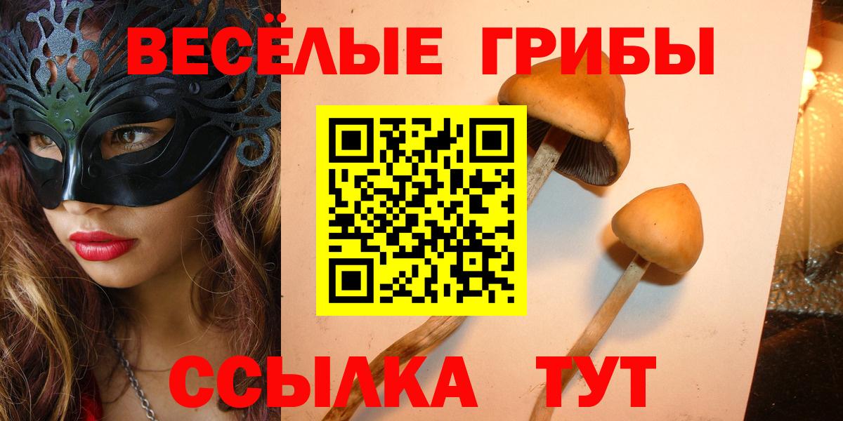 Галлюциногенные грибы Psilocybine cubensis Каменка